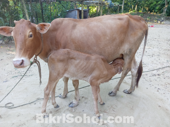 একটি দেশি গাভি ও বকনা বাছুর